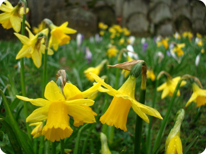 Hackney Daffodils
